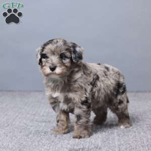 Adek, Mini Sheepadoodle Puppy